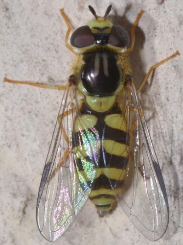 Réf. 311 798 : Dasysyrphus albostriatus
